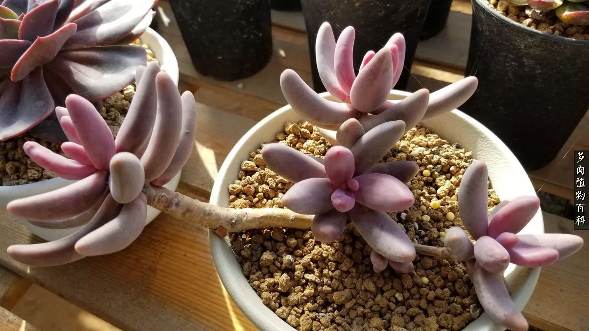 什么元素可以促进多肉生长,多肉修根喷除菌药