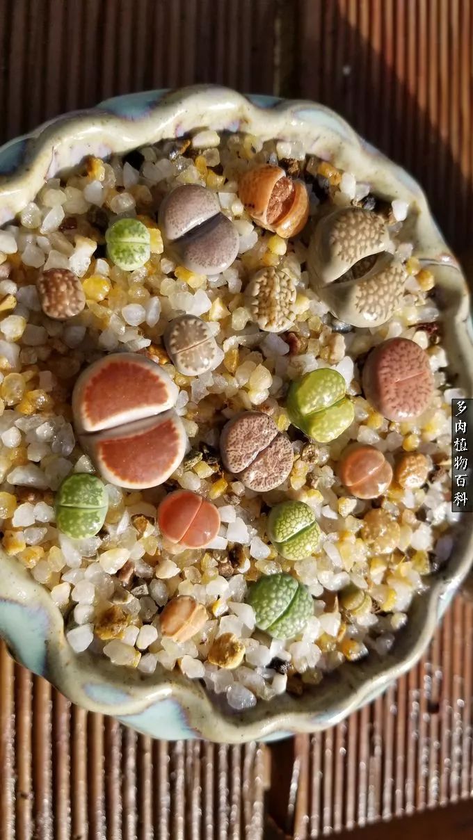 什么元素可以促进多肉生长,多肉修根喷除菌药