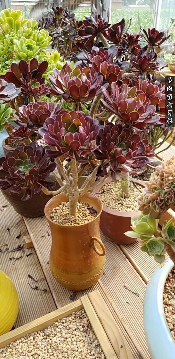 多肉如何养才不损耗杆子的养分,多肉养护修根视频