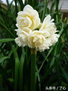 关于水仙花的知识,关于水仙花的知识20字