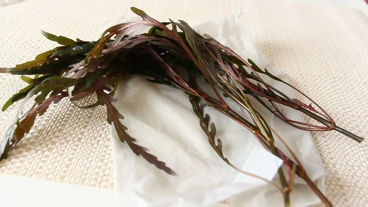 简单的草缸如何制作打理,最简单的小草缸