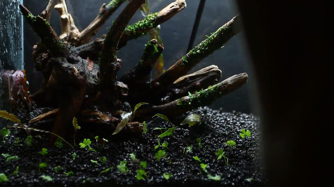 最简单的成品草缸,草缸的制作过程