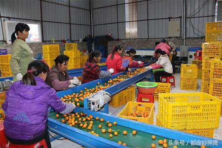 打了糖的水果能吃吗,可怕的沙糖桔看完了你还想吃吗