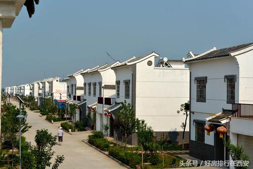 高陵滞销白菜,高陵为什么是关中白菜心