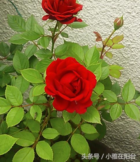 家里能栽玫瑰吗风水好吗,家里可以种一棵玫瑰老桩
