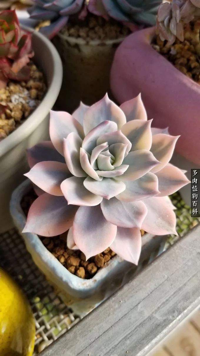 什么元素可以促进多肉生长,多肉修根喷除菌药