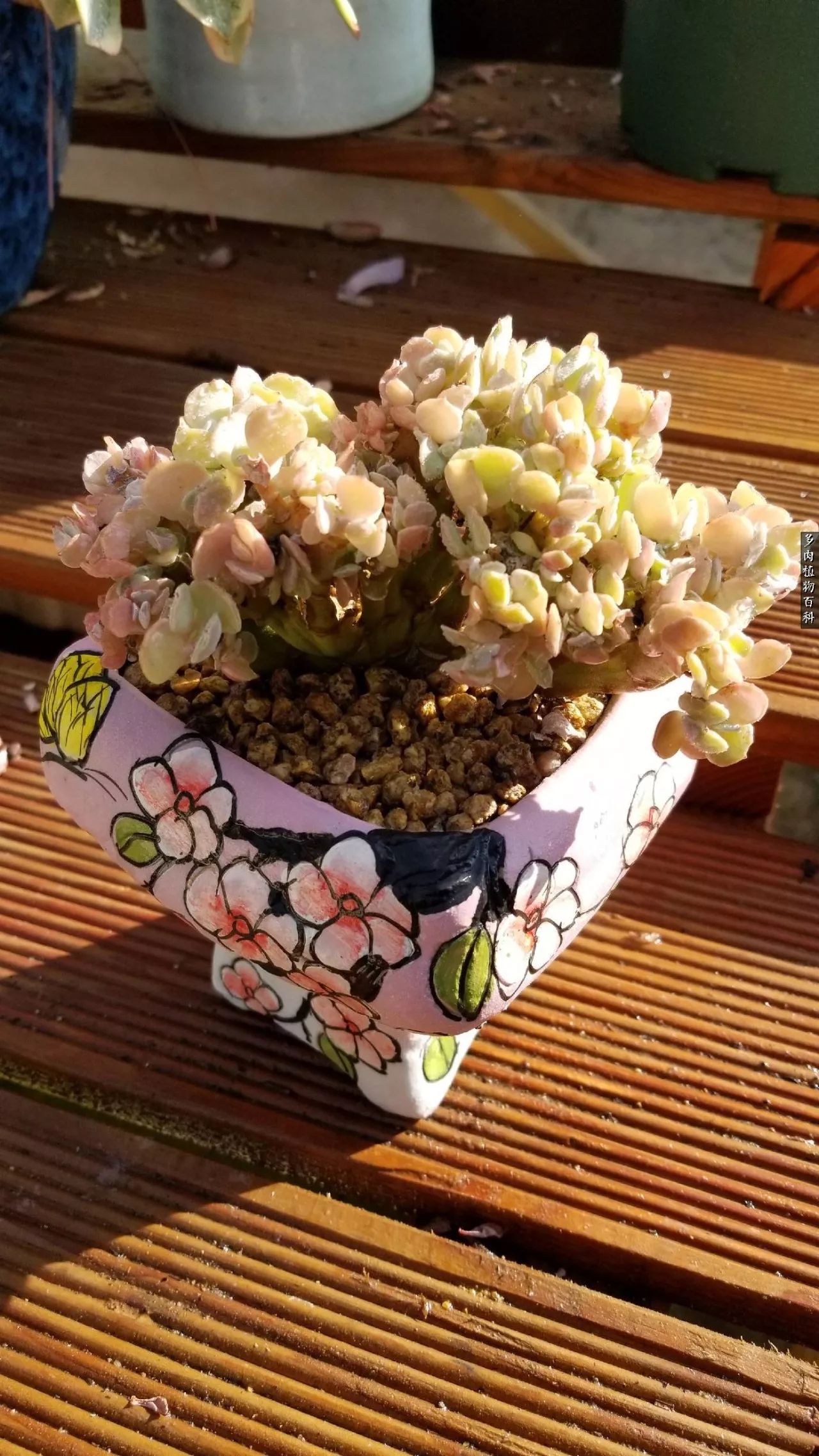 什么元素可以促进多肉生长,多肉修根喷除菌药