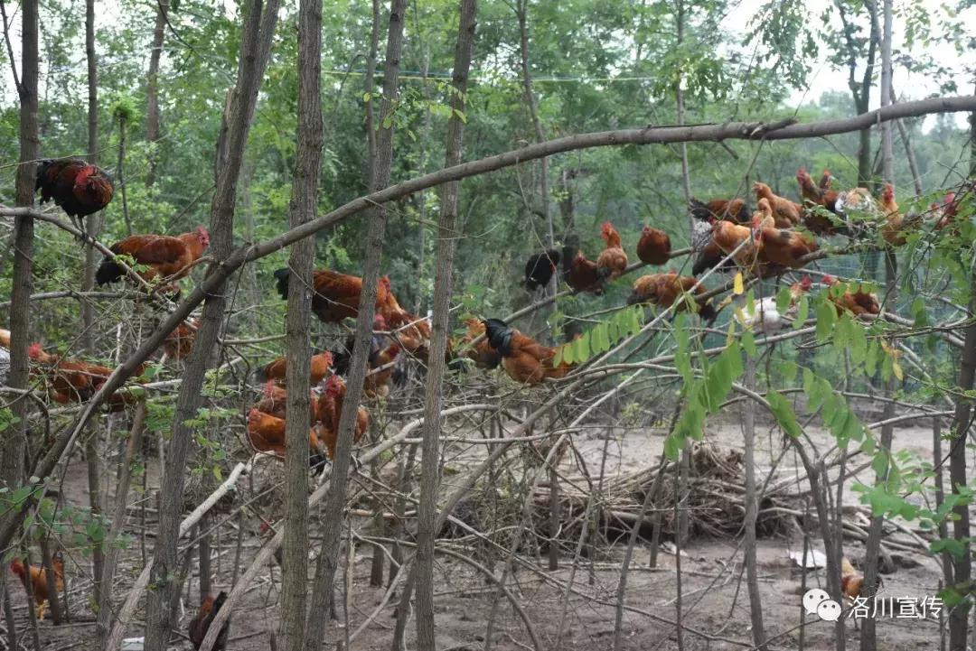 2017洛川大事件,数说中国70年