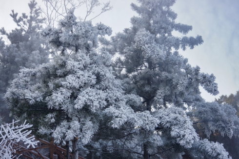 中原区有雪吗,中原雪乡在哪里