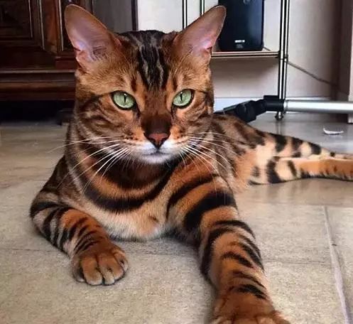 2017猫咪界全球最美面孔颁布了,第四张犹如猫界仙女下凡