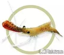 常见海水观赏虾大全,海水观赏虾饲养环境