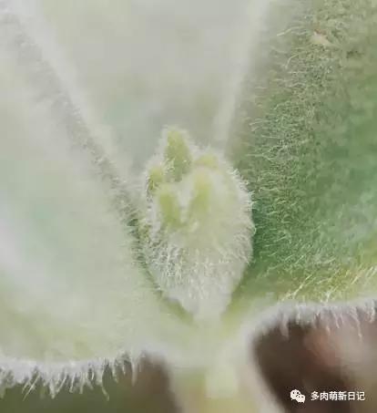 像熊爪子一样的多肉,多肉观察日记100字以上