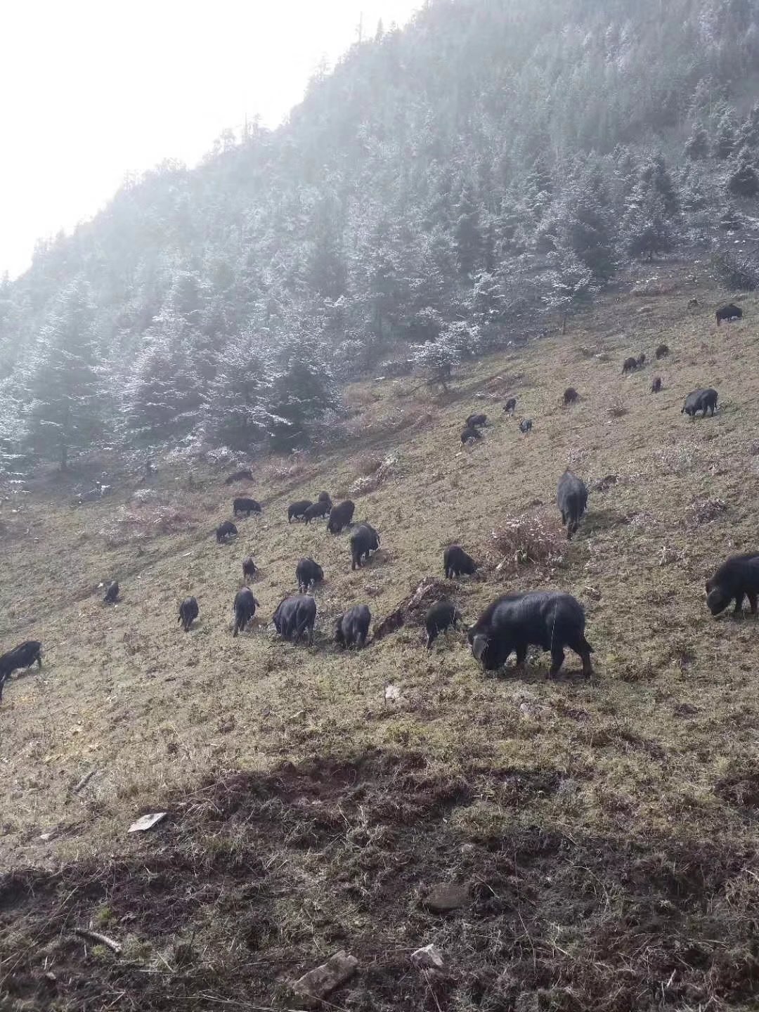 蕨麻猪养殖基地加盟,天祝蕨麻