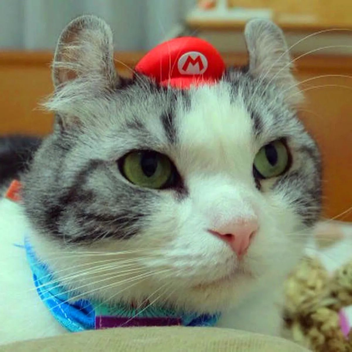 看到就想摸耳朵的超萌“翘耳猫”，难道是猫咪跟龙猫的私生子