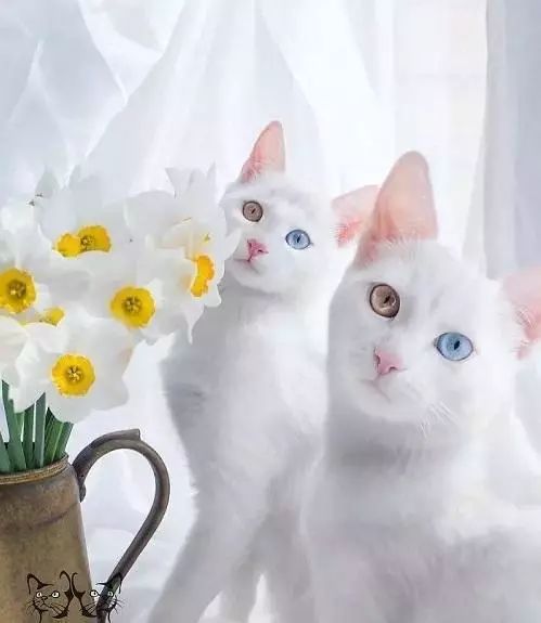 2017猫咪界全球最美面孔颁布了,第四张犹如猫界仙女下凡