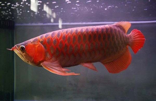 怎么选好的龙鱼,好的金龙鱼具备哪些特征