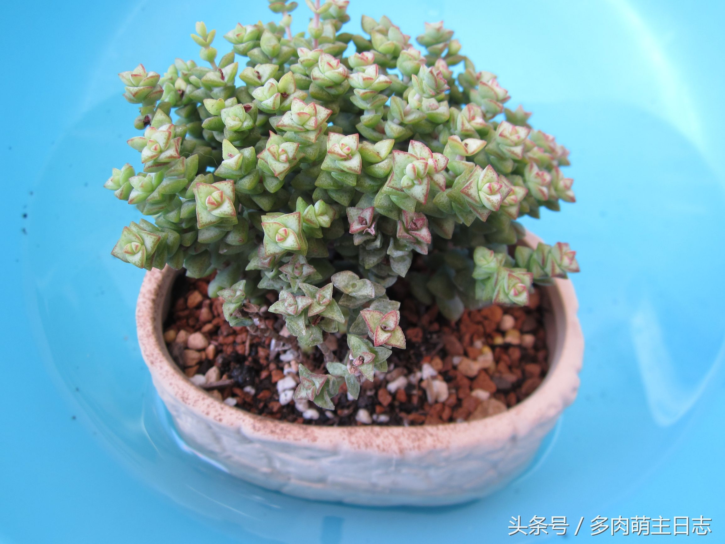 挽救濒临死亡的多肉,如何挽救一株快死的多肉