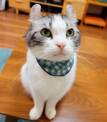 看到就想摸耳朵的超萌“翘耳猫”，难道是猫咪跟龙猫的私生子