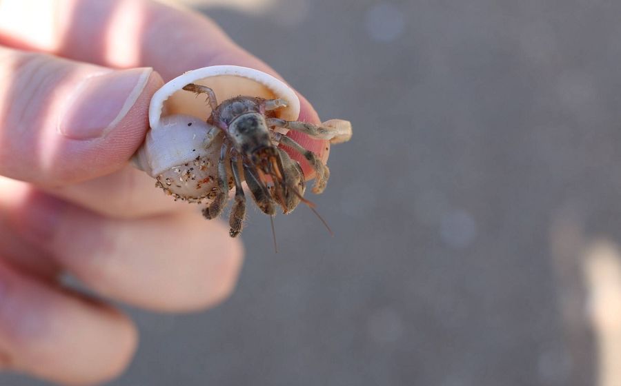 泰国顶级海岛斯米兰,斯米兰岛泰国