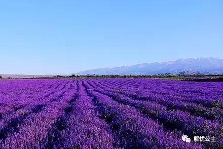 解忧公主精油为什么这么便宜,解忧公主精油面膜