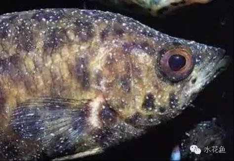 低温鱼病,如何做好夏秋季鱼病防治工作