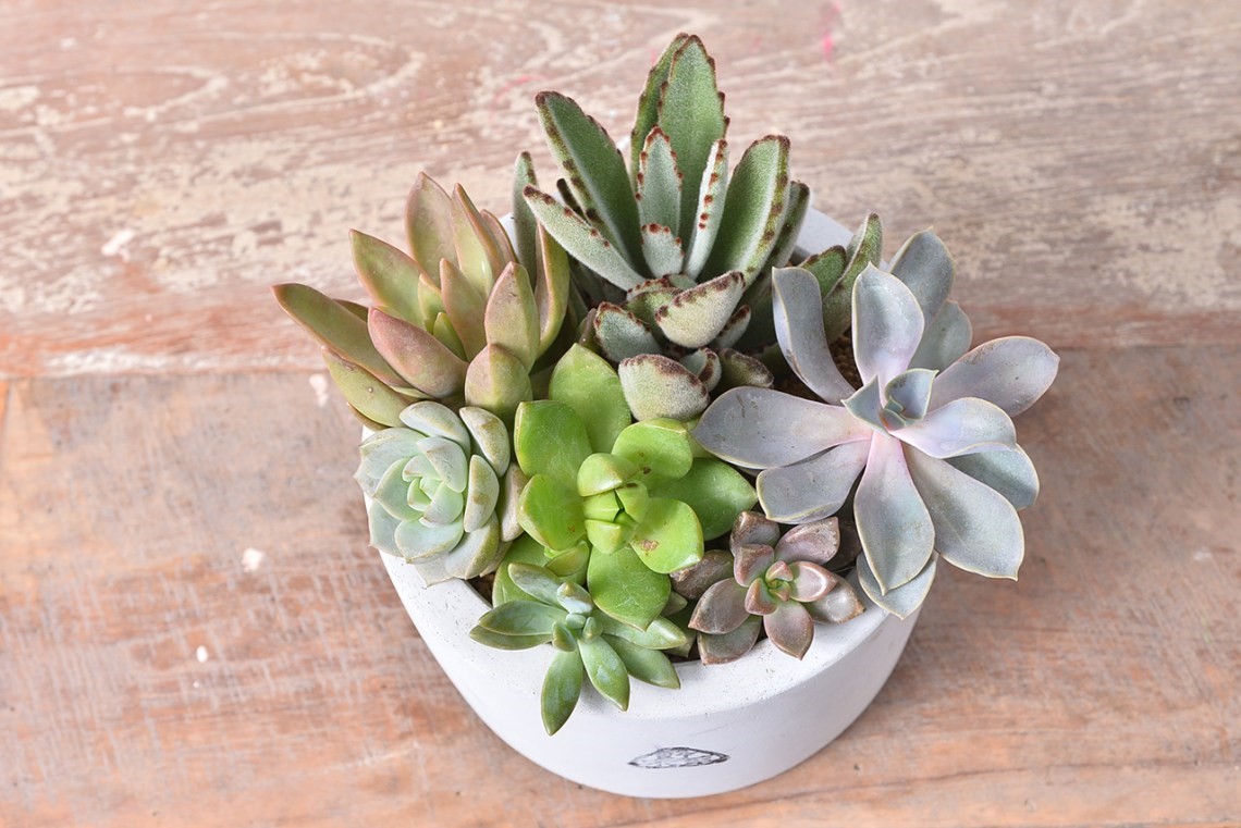 刚入手的多肉植物种植,刚入坑的多肉怎么养