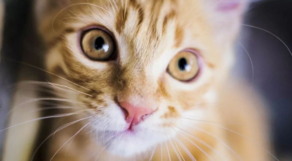 苏枕书,苏枕书小说作品集