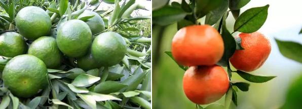 在寒冷的冬天吃上一口冰板栗,在很冷的冬天还吃冰棍