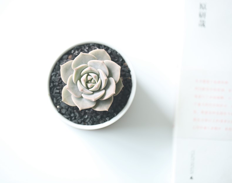 刚入手的多肉植物种植,刚入坑的多肉怎么养