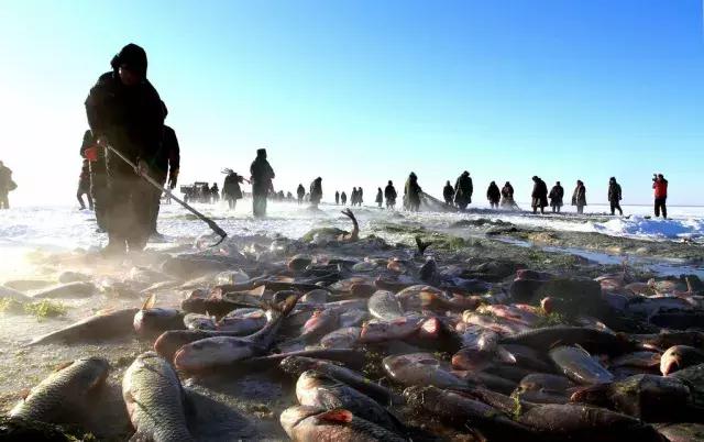 查干湖胖头鱼哪家最正宗,查干湖胖头鱼56斤抖音团购