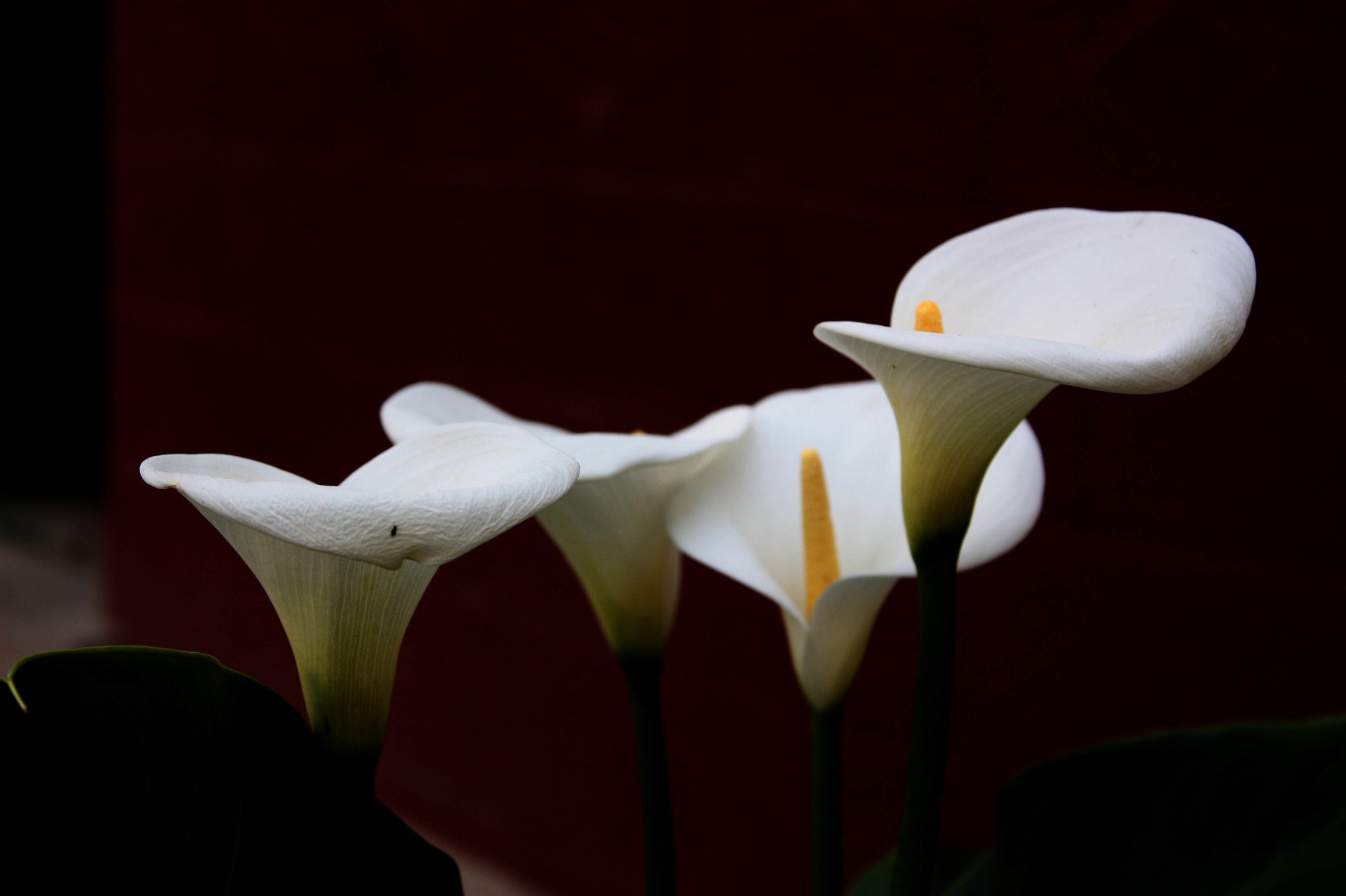 每天一花马蹄莲,一月花开马蹄莲