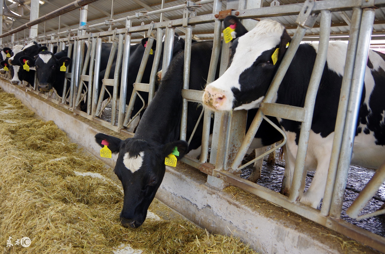 婴幼儿奶粉配方,新生婴儿奶粉推荐配方全面
