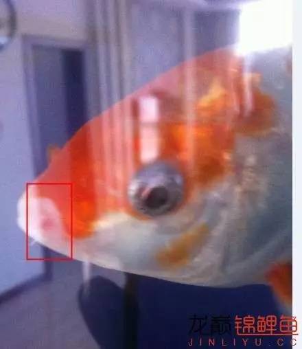 锦鲤嘴肿烂下土霉素行吗,锦鲤鱼烂嘴怎么治疗