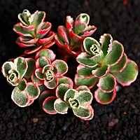 出锦的多肉叶插还会出锦吗,多肉出锦水培会退锦吗