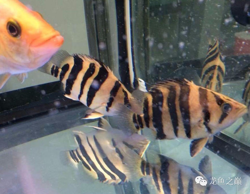 挖煤印尼虎,印尼虎挖煤视频