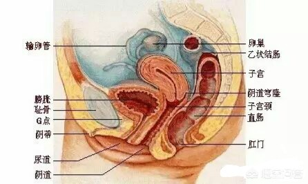 女性尿路感染原因,老年女性尿路感染的原因