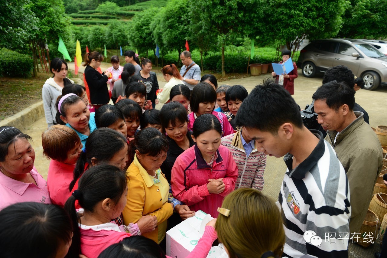 昭平茶农采茶,茶农采摘云雾茶