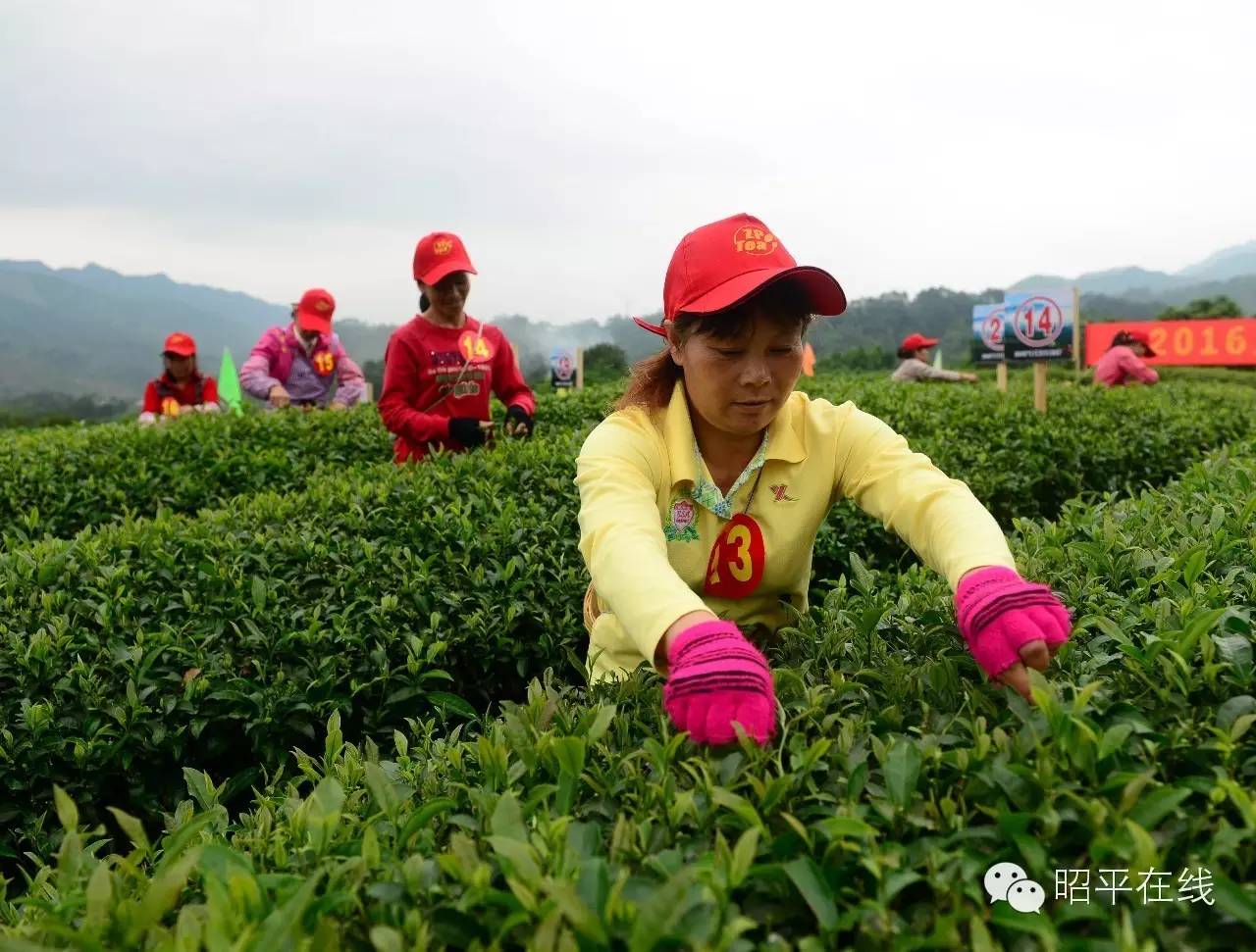 昭平茶农采茶,茶农采摘云雾茶