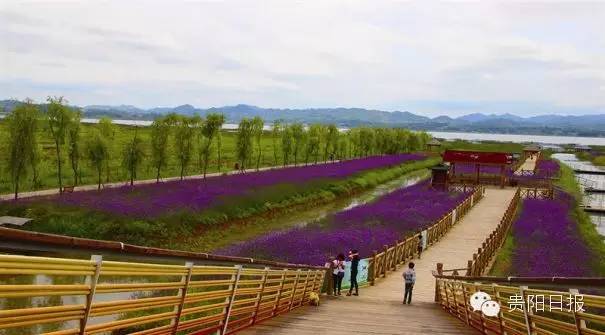 最美贵州花海杜鹃花,贵阳百里杜鹃花海