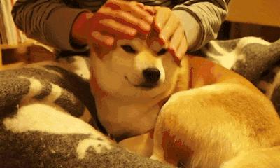 妙手仁心救我狗命锦旗,妙手仁心宠物医院