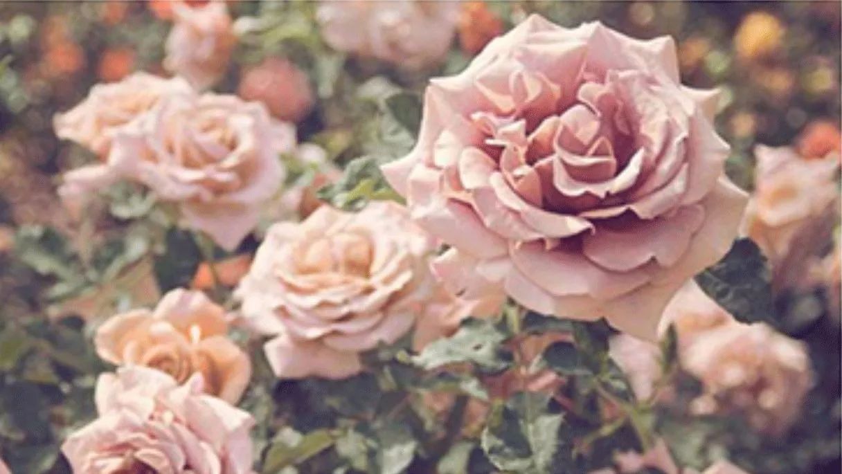 9折福利｜梦境闻起来是什么味儿？这瓶香水告诉你