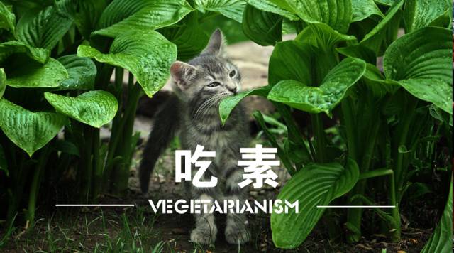 有哪些值得推荐的素食餐厅,十大最好吃的素食餐厅