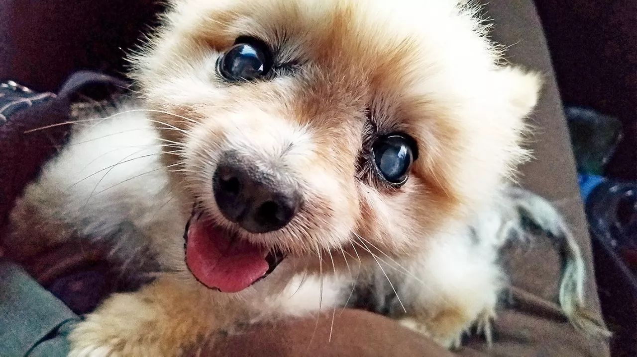 狗狗可爱场面,狗狗有趣集锦视频大全