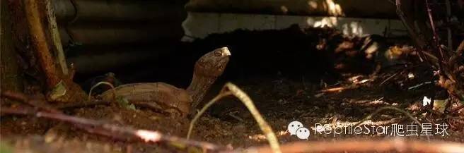 最合适的水环境,半水龟环境布置