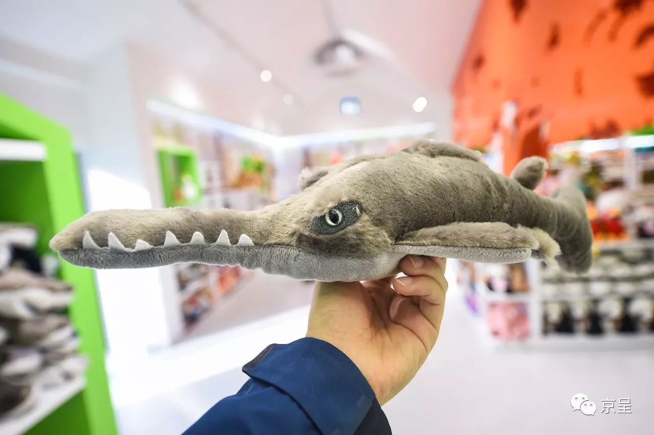 鹈鹕树懒食蚁兽？北京这家非主流玩偶店教你认认新萌物