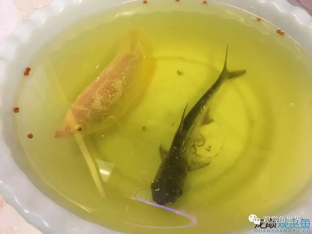 招财鱼烂肉最佳治疗方法,与食管癌抗争的五年