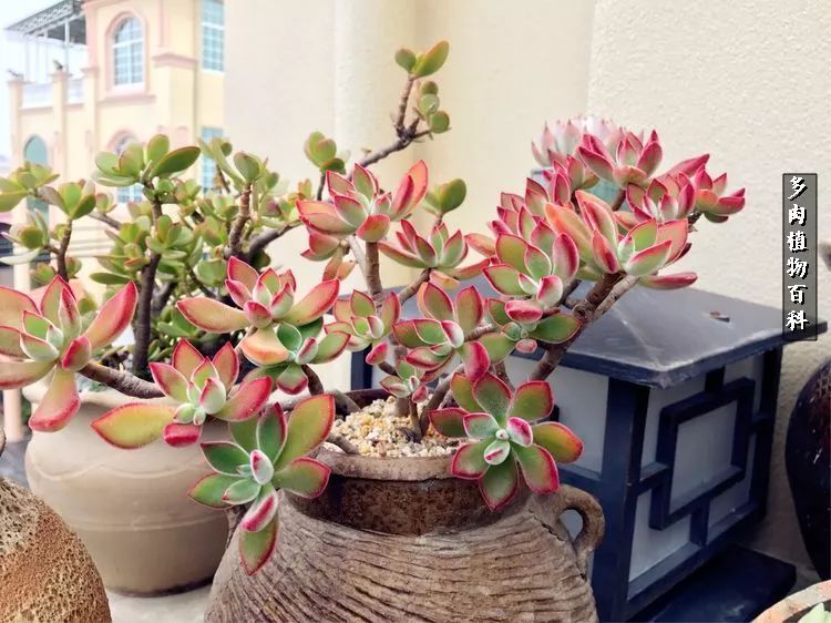 阳光的多肉花园,漂亮的多肉露台花园