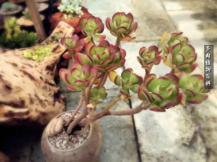 阳光的多肉花园,漂亮的多肉露台花园