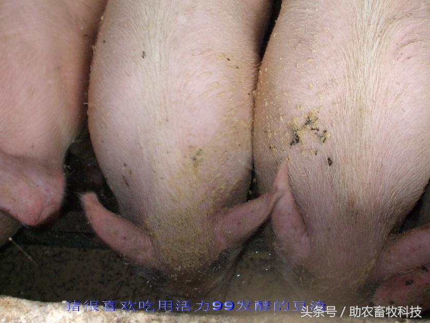 豆渣一吨多少钱,豆渣发酵后多少钱一吨