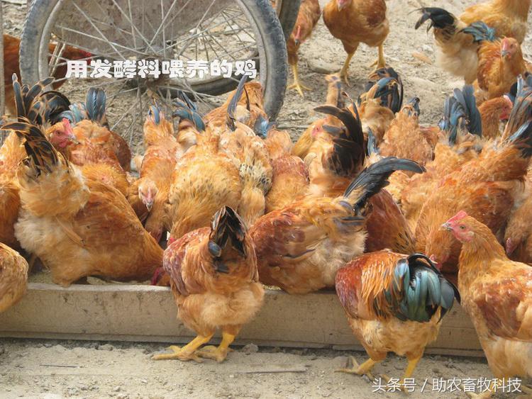 豆渣一吨多少钱,豆渣发酵后多少钱一吨